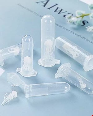 عروس دریایی